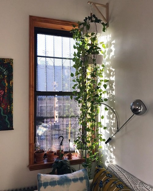 Fantastic Ways to Hang Plants on the Wall like Pros 1