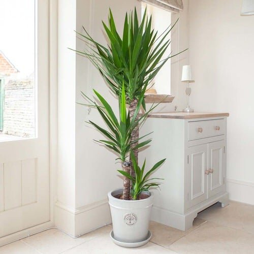 Trees You Can Grow Indoors 9