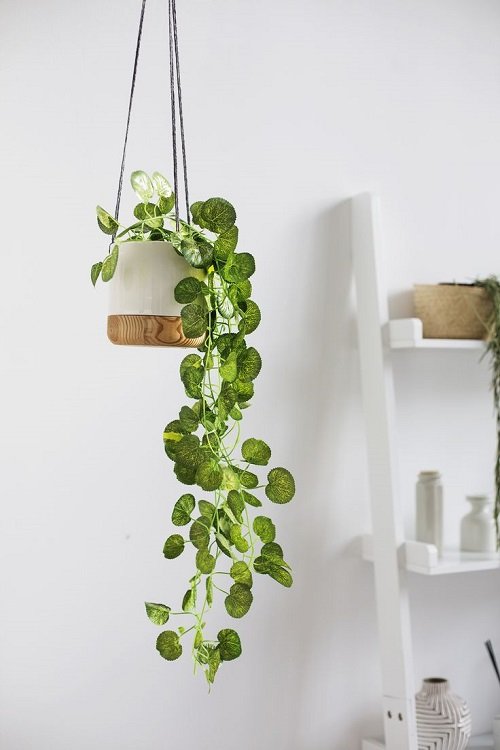 Fantastic Ways to Hang Plants on the Wall like Pros 12