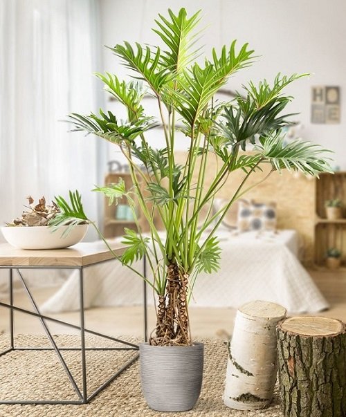 Trees You Can Grow Indoors 18