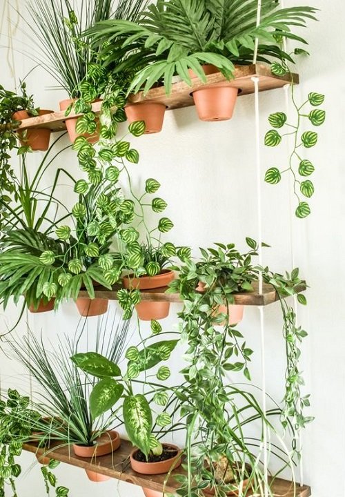 Fantastic Ways to Hang Plants on the Wall like Pros 17