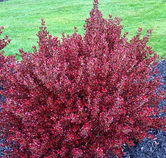 Shrubs for Shade that are both colorful and easy to grow