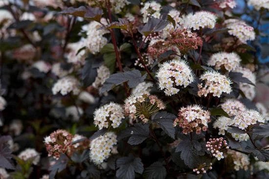 Shrubs for Shade that you can be proud of