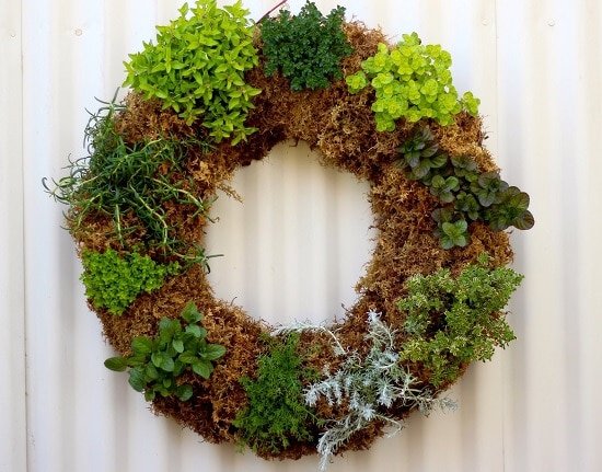 How to Make a Living Herb Wreath