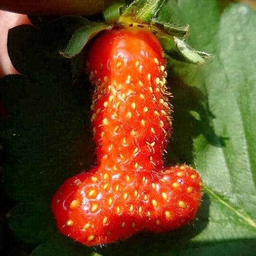 Fruits and Vegetables That Look Like Something Else 9