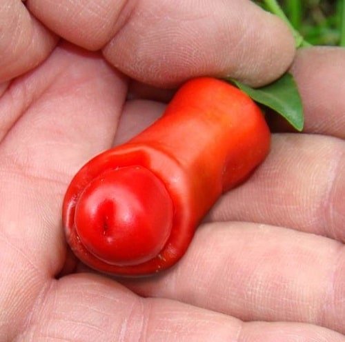 Fruits and Vegetables That Look Like Something Else 11