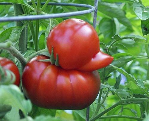 Fruits and Vegetables That Look Like Something Else 2