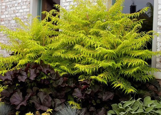 Shrubs for Shade that you can grow at your yard